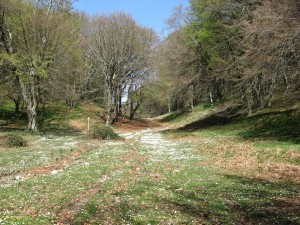 Foresta di Roccarainola (foto Nello Lauro, diritti riservati)