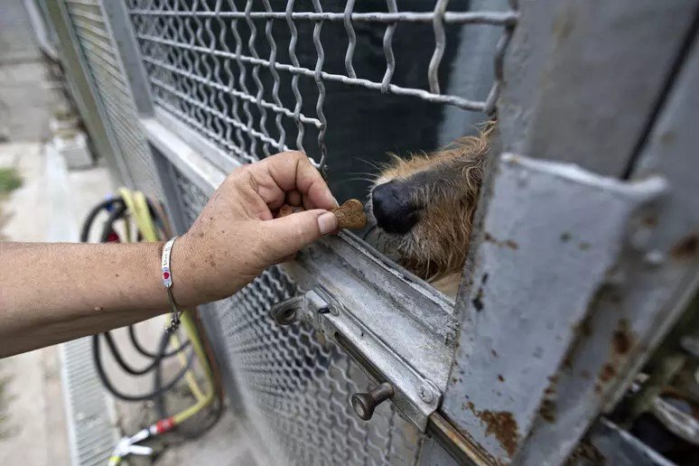 Cani senza acqua né luce rinchiusi tra i rifiuti: due coniugi denunciati per maltrattamenti nel Salernitano Cani senza acqua né luce rinchiusi tra i rifiuti: due coniugi denunciati per maltrattamenti nel Salernitano
