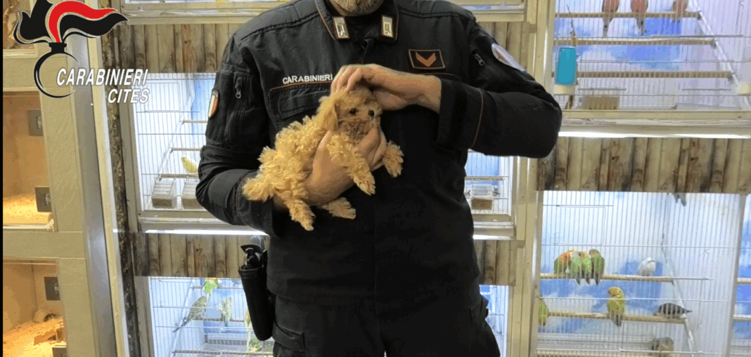 Napoli, cuccioli malati venduti come cani di razza: cinque arresti e sequestri da 43mila euro Napoli, cuccioli malati venduti come cani di razza: cinque arresti e sequestri da 43mila euro