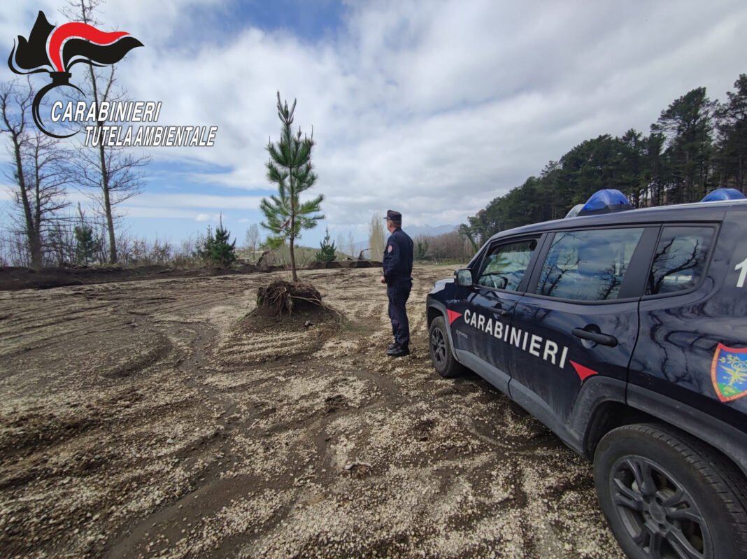 Palma Campania, sequestrato il cantiere del poligono di tiro: alberi del PNRR sradicati e tre denunciati Palma Campania, sequestrato il cantiere del poligono di tiro: alberi del PNRR sradicati e tre denunciati