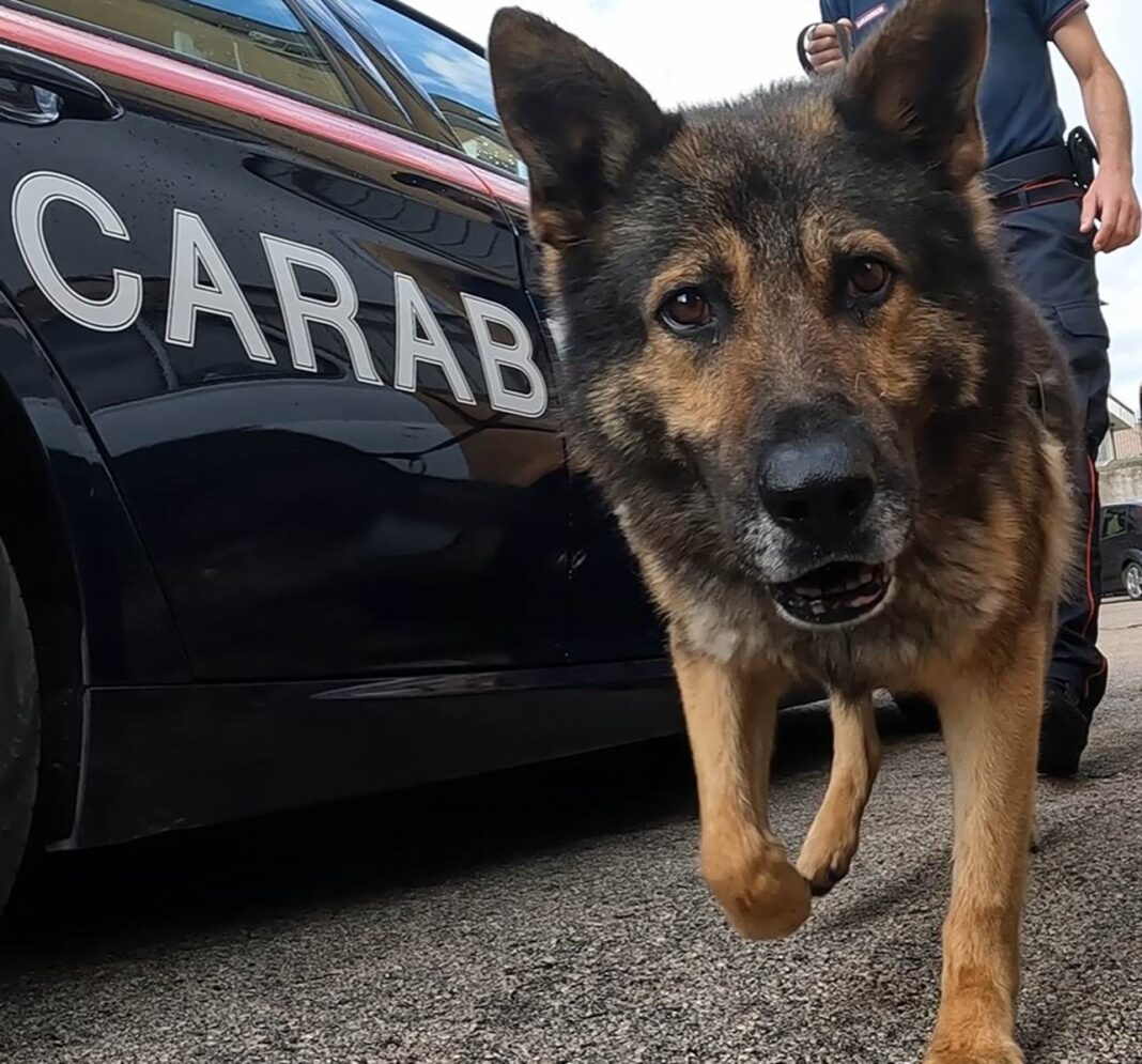 Nascondono mezzo chilo di eroina nel sottotetto: due arresti, sequestrata droga per 250mila euro nel Casertano Nascondono mezzo chilo di eroina nel sottotetto: due arresti, sequestrata droga per 250mila euro nel Casertano