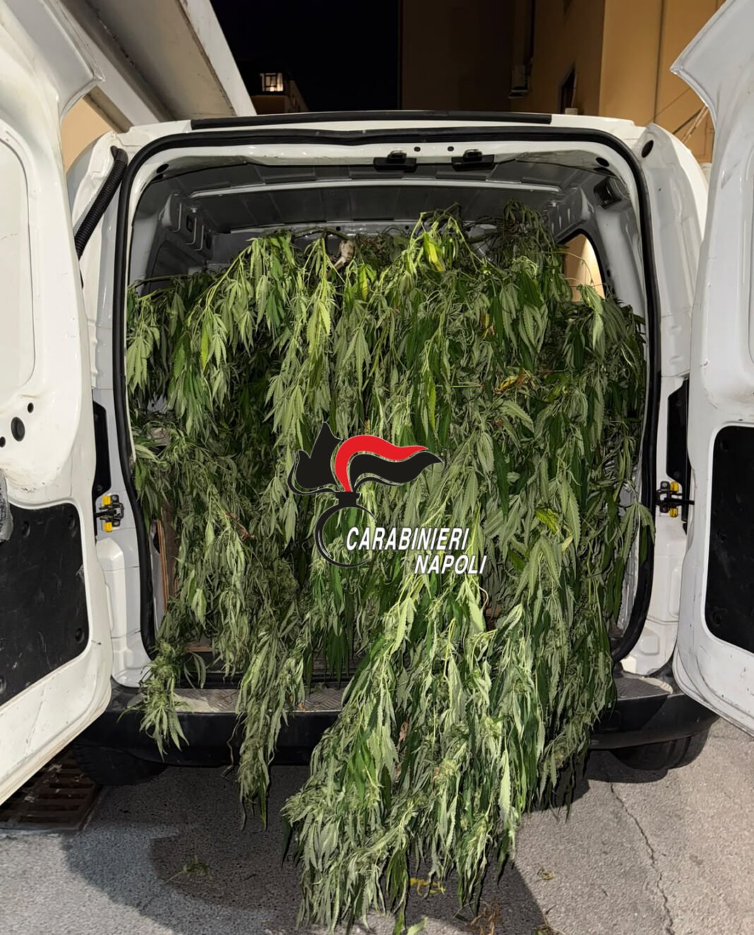 Torre Annunziata, blitz antidroga: sequestrate piante e 724 grammi di marijuana, arrestato 41enne Torre Annunziata, blitz antidroga: sequestrate piante e 724 grammi di marijuana, arrestato 41enne